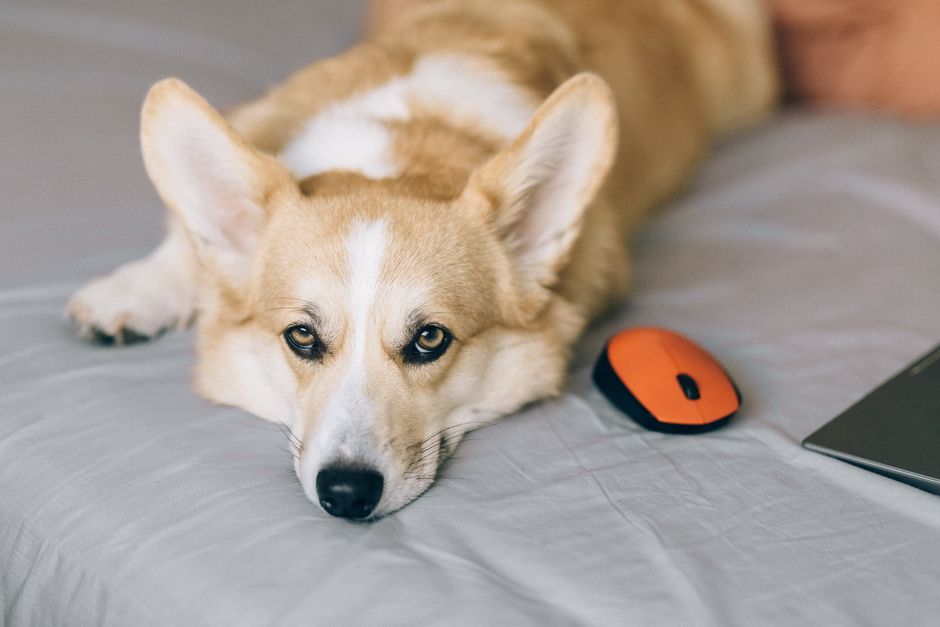 A close-up of a light tan and white Siberian Husky lying on a bed, resting its head on the grey bedsheet with piercing blue eyes gazing directly at the camera. Next to the dog, there is an orange and 