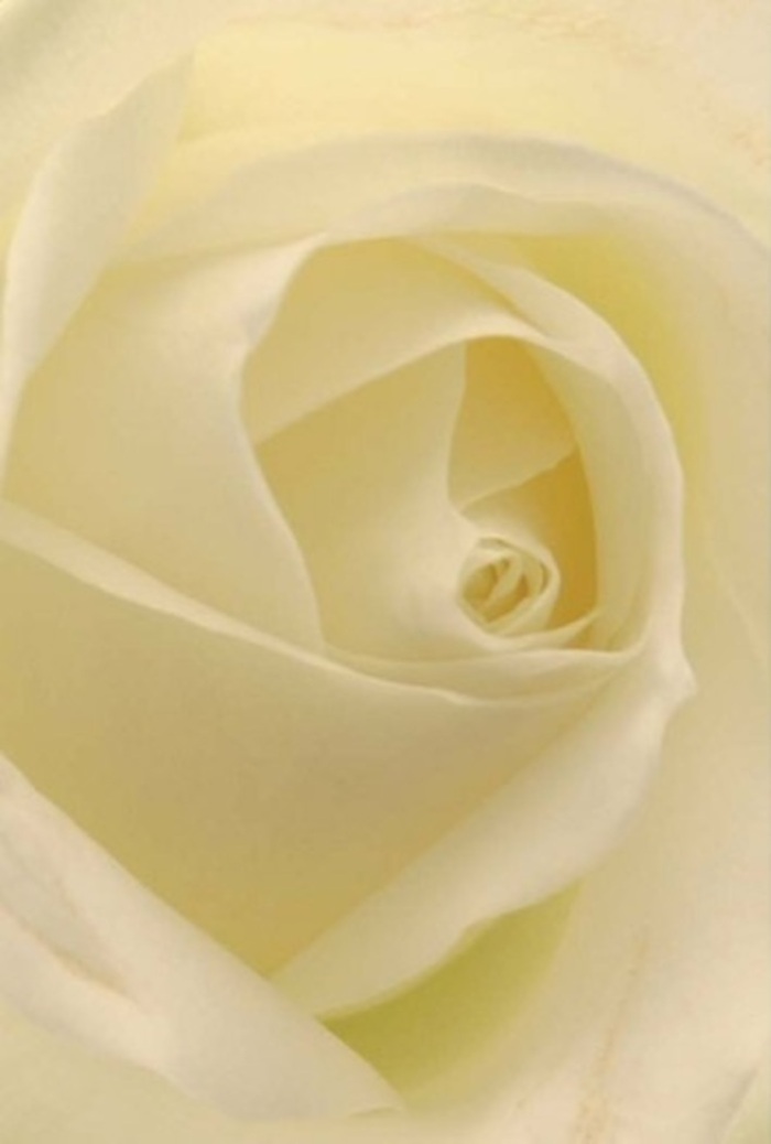 To gaze closely upon this tranquil white rose is to witness an elegant interplay of light and form-a sophisticated bloom lovingly composed by a Downe florist with deep roots in the local landscape. Each petal, pure white blending into whispers of cream, is arranged with an artist's mindfulness, recalling the soft, natural light that filters through village lanes and nearby greens. The spiral core of the rose glows with quiet resilience, its edges brushed by faint shadows that hint at depth and infinite tenderness. As a local creation, this bloom makes a heartfelt offering: it could grace the centre of a wedding table in a quaint Downe hall, or serve as a symbol of apology and hope in a neighbour's home. The scent, though silent, seems suspended in the air-fresh and serene, a gentle echo of the gardens that inspire this bouquet. There is a distinct sense of clean elegance and understated strength; the flower says much with its presence alone. The perfect composition and subtle hues speak not only to the natural beauty of the rose but to the dedicated hands of Downe's own floral artisans.